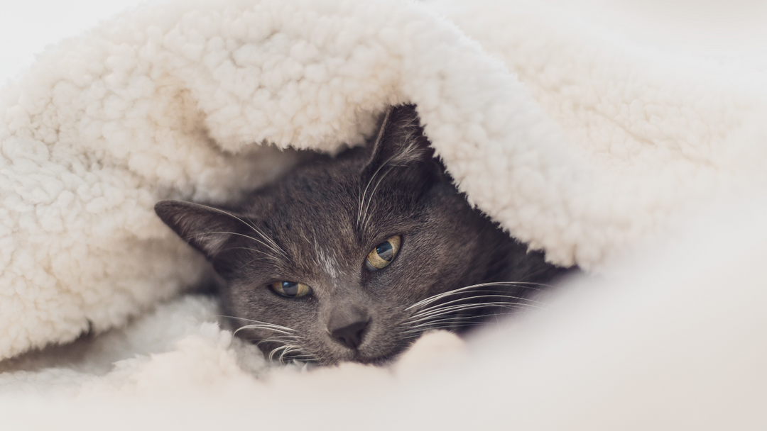 Cómo cuidar a tu mascota durante los días de calor o frío intenso