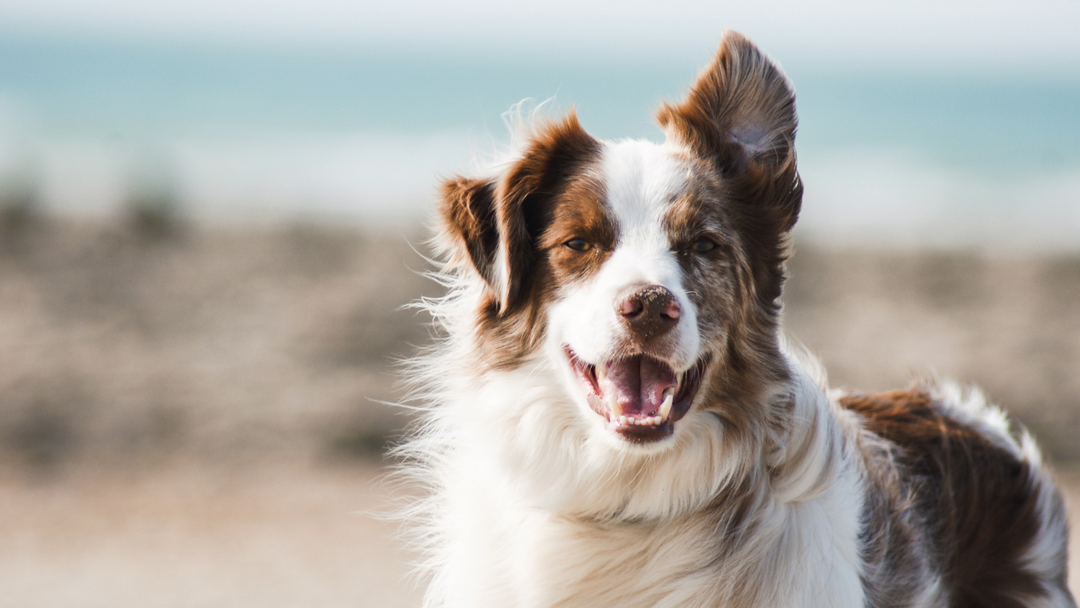 10 curiosidades sobre los perros que te encantará conocer