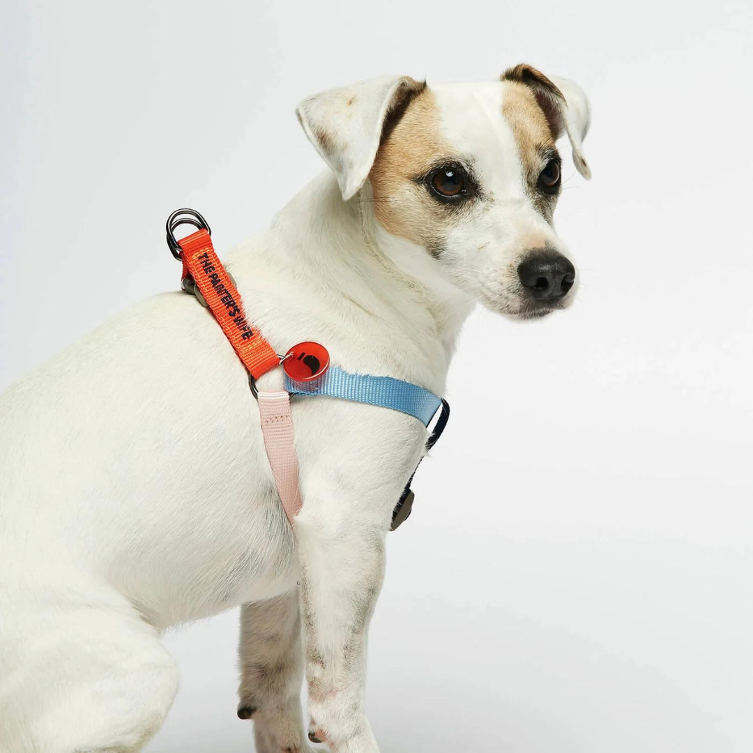 Arnés para perro de Nilon - Azul y Cherry multicolor