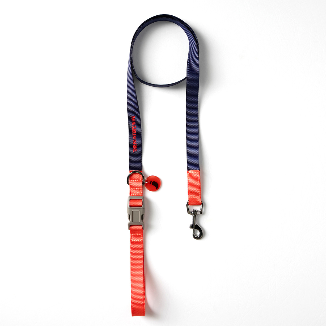 Correa para perro de Nilon - Azul y Cherry multicolor
