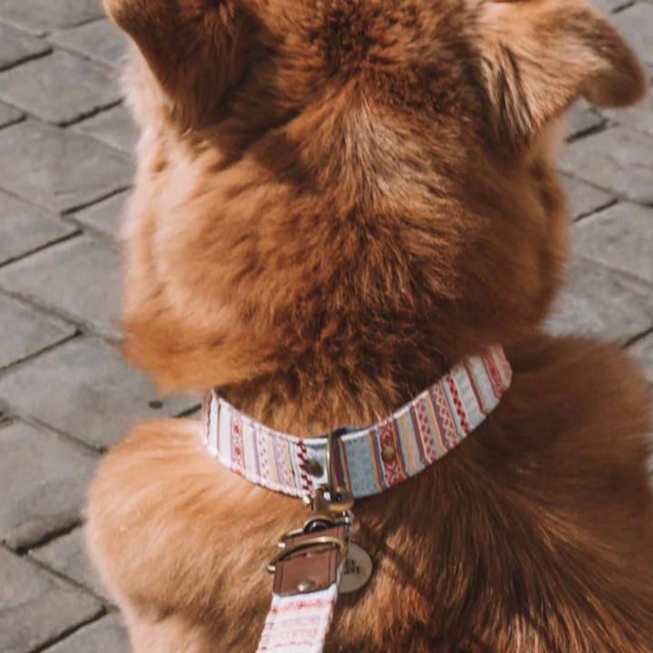 Collar perro Summer Colores
