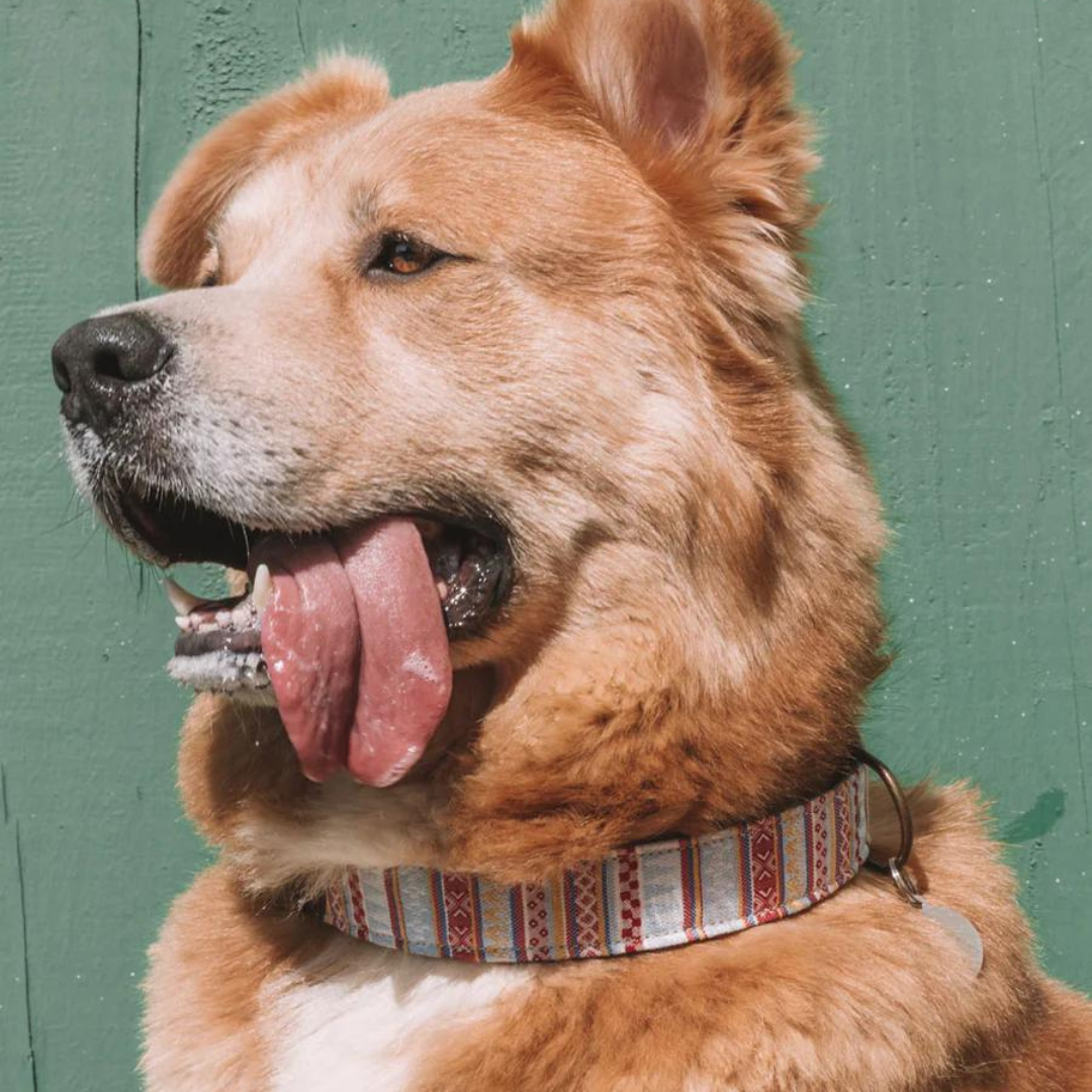 Collar perro Summer Colores
