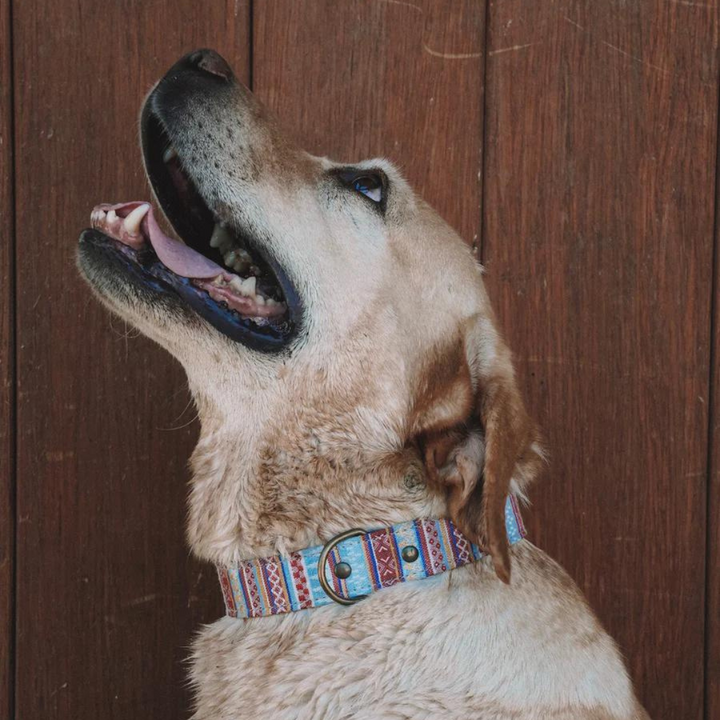 Collar perro Summer Colores