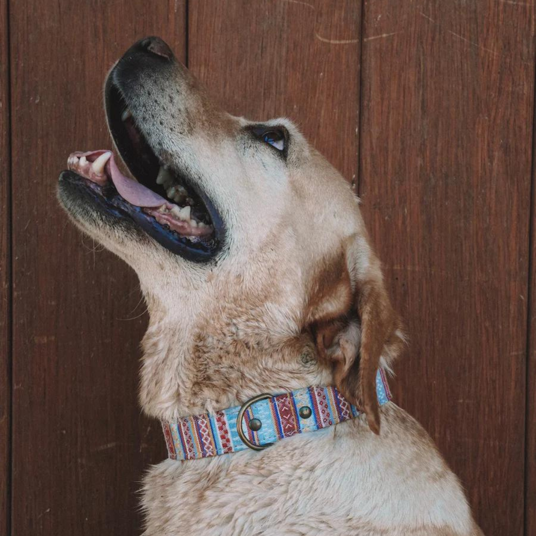 Collar perro Summer Colores