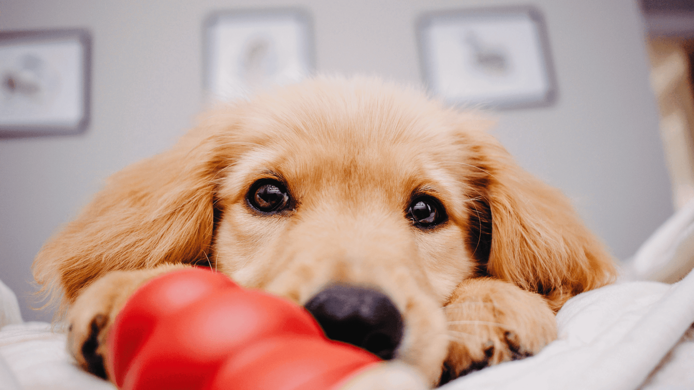 Juguetes para golden retriever sale