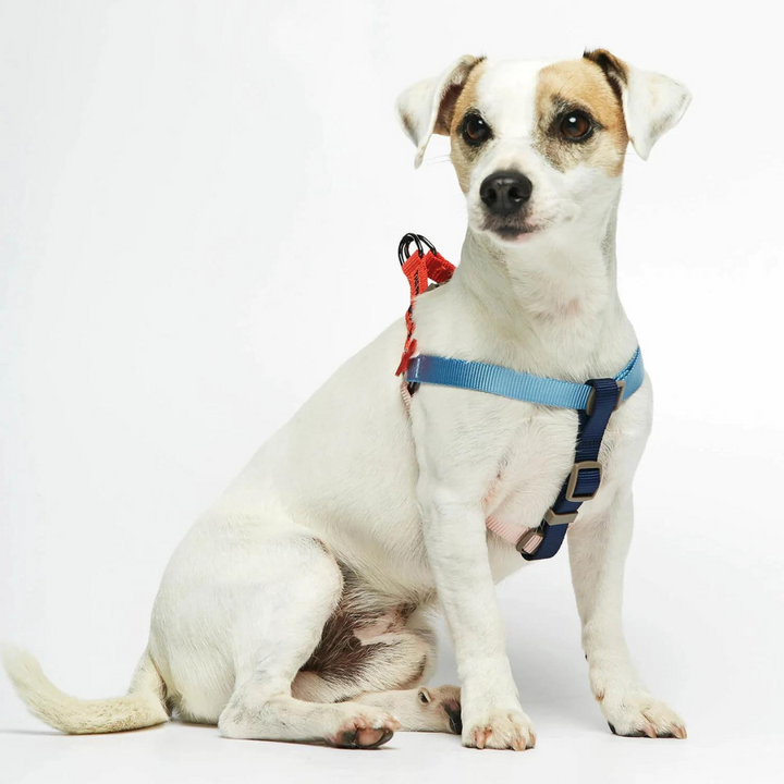 Arnés para perro de Nilon - Azul y Cherry multicolor