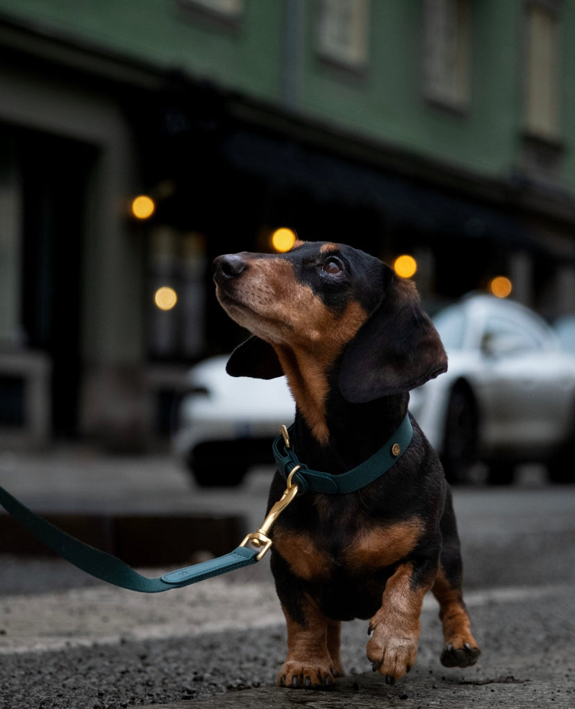 Collar perro Classic verde