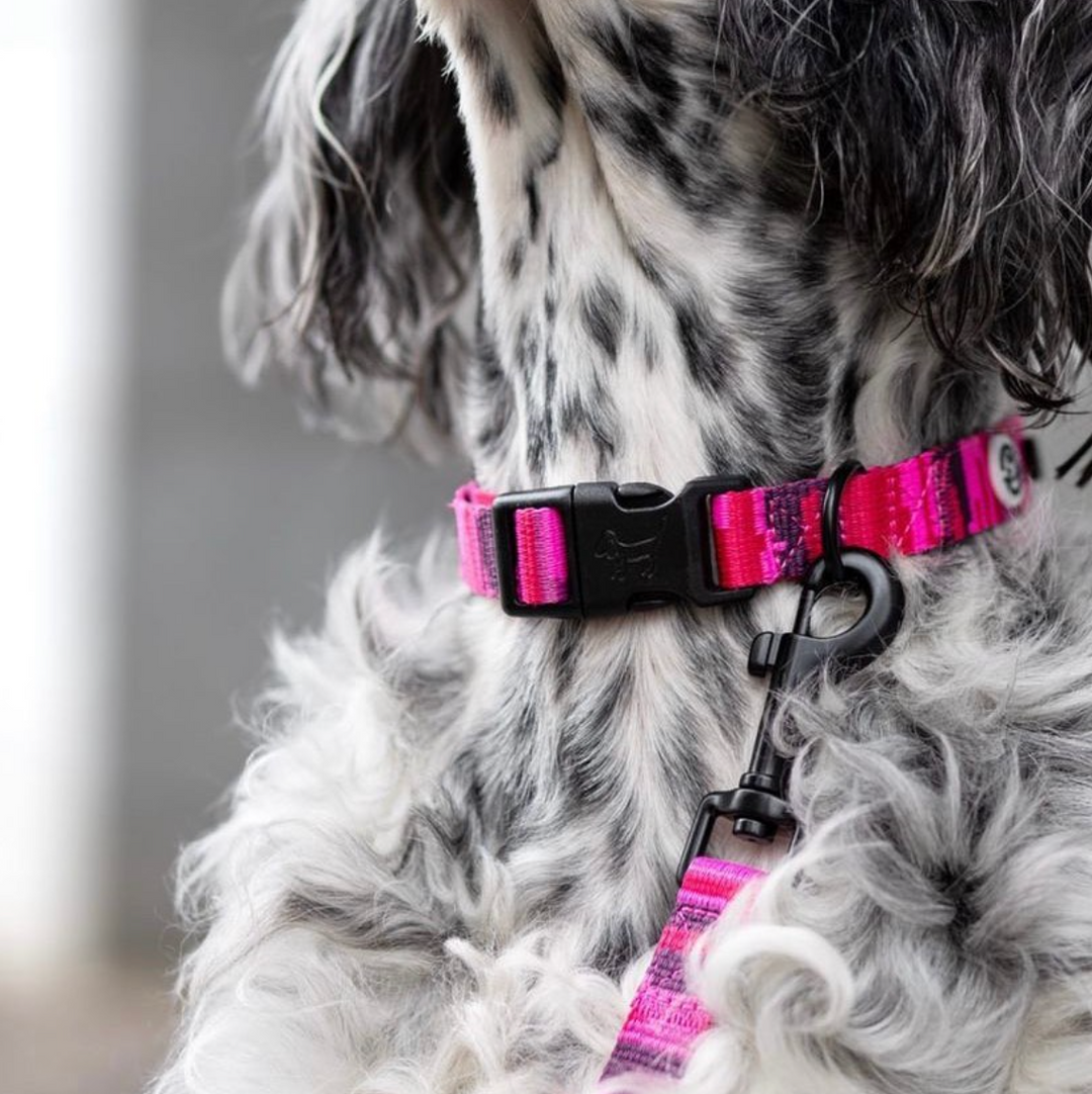 Collar perro con cierre click - Pink Camo