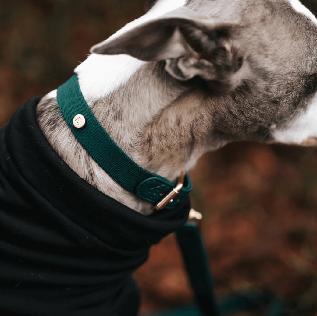 Collar perro Classic verde