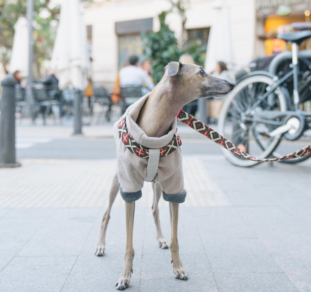 Arnés Enzo para Perros Pequeños y Braquicéfalos