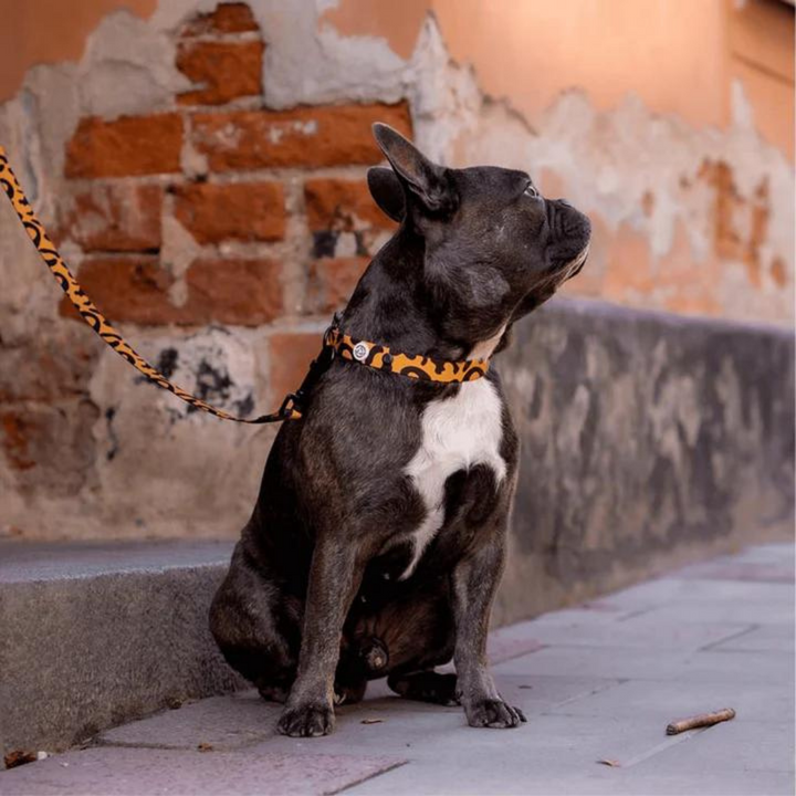 Collar perro con cierre click - Leopardo