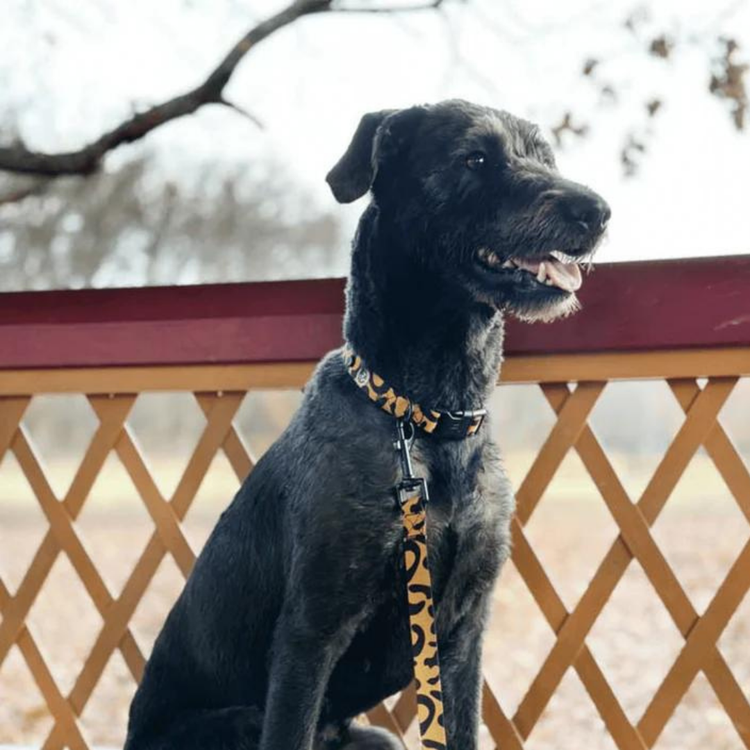 Correa para perro - Leopardo