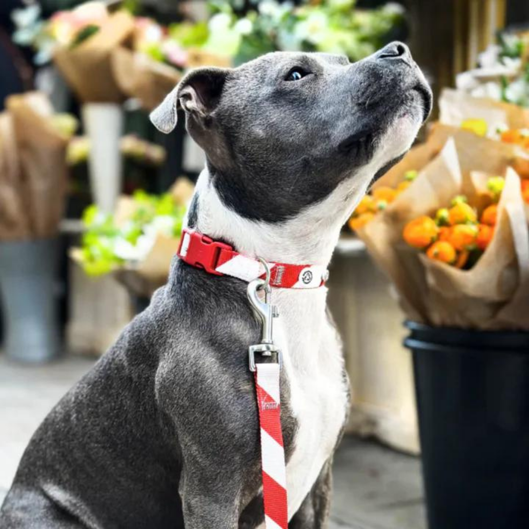 Collar perro con cierre click - Holiday