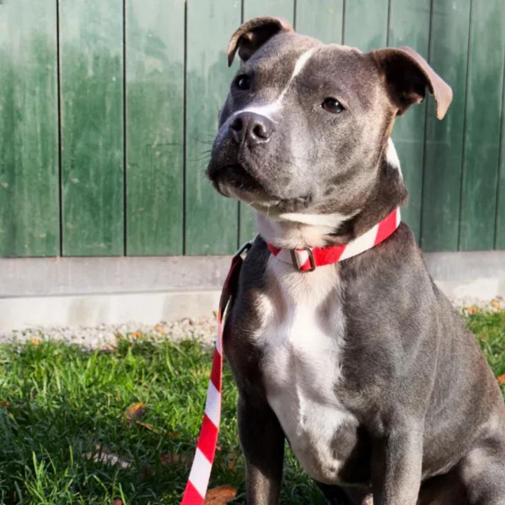 Collar perro con cierre click - Holiday