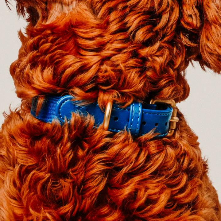 Collar perro Classic Azul