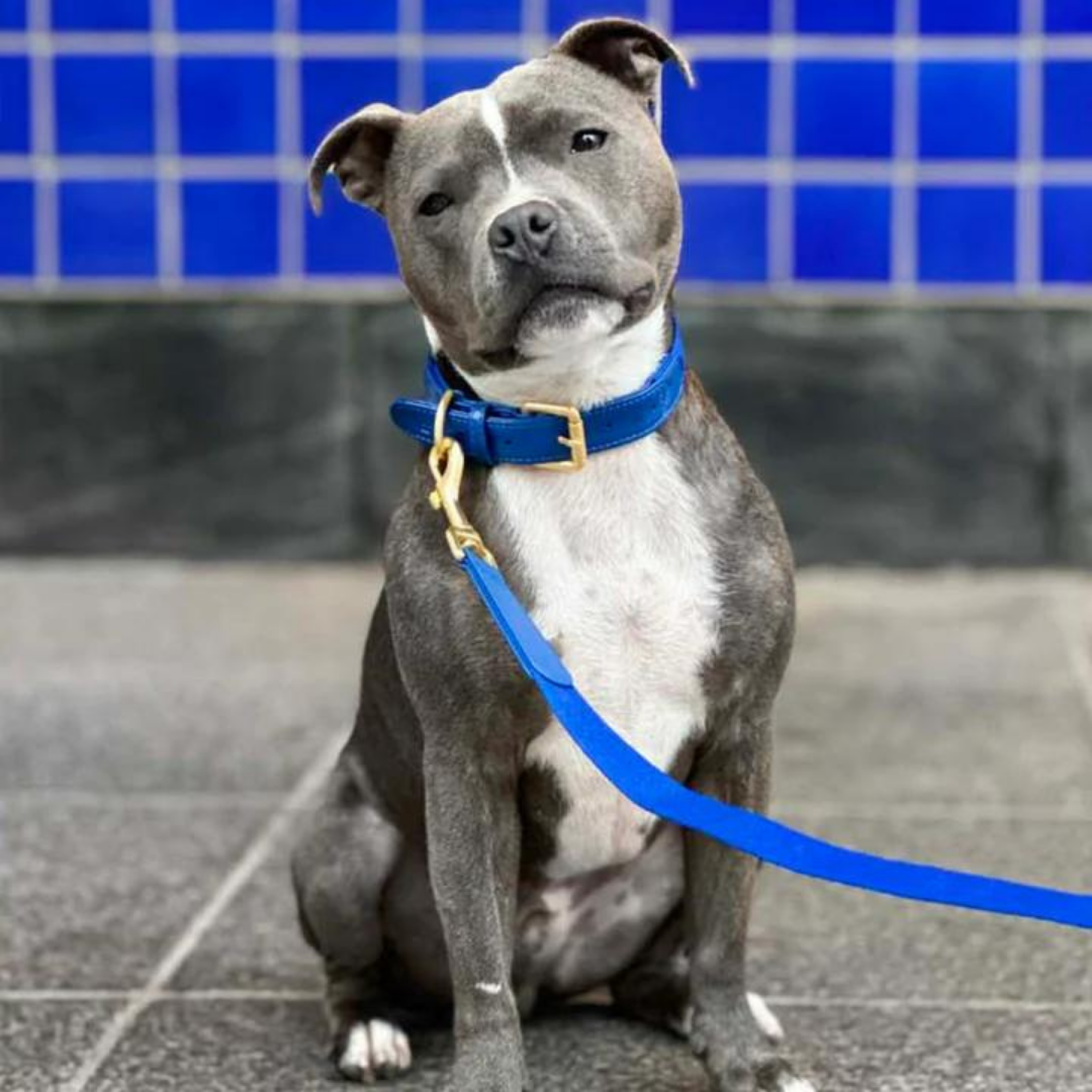 Correa perro Classic azul