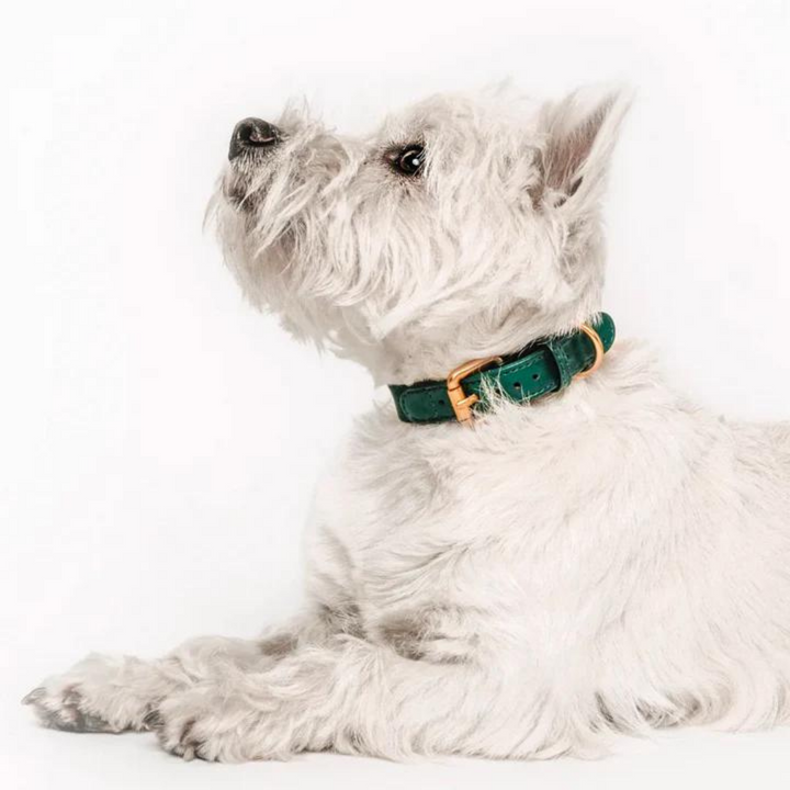 Collar perro Classic verde
