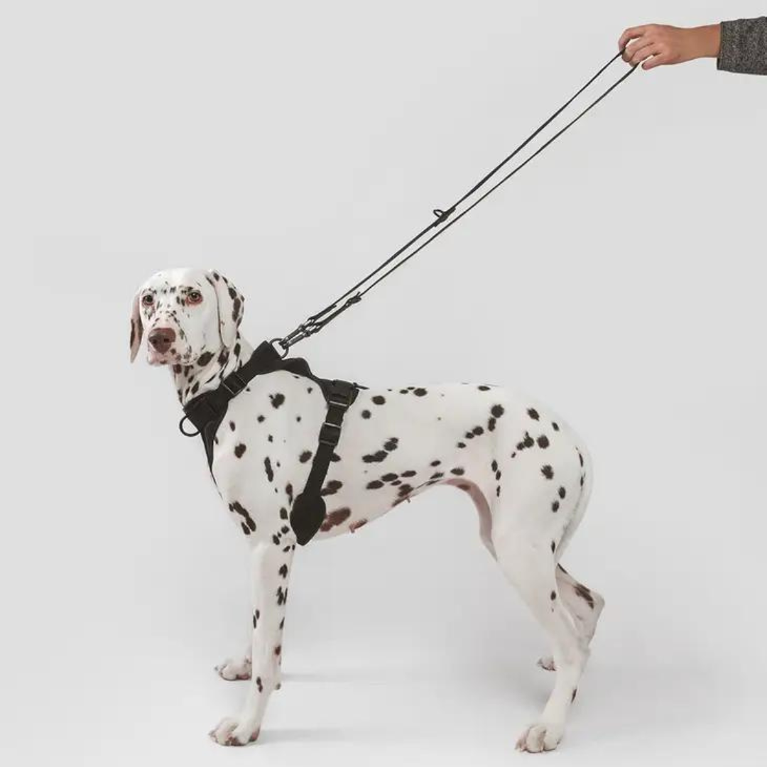 Correa para perro gala - Negro